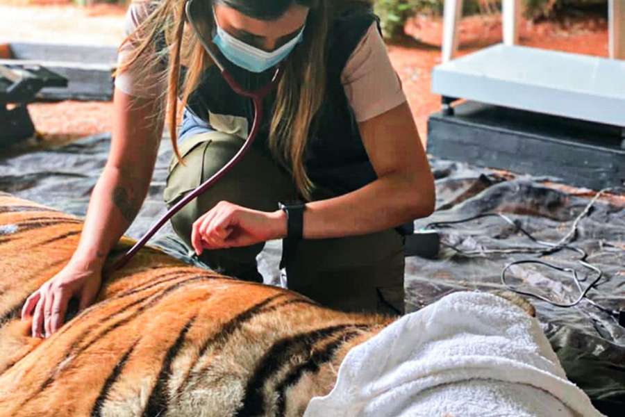 10 Fundamentos para Trabalhar com Felinos Selvagens