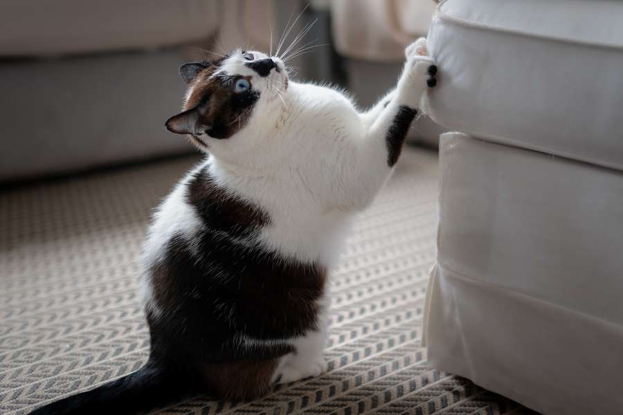 Arranhador para gatos: Como escolher o melhor e proteger seu sofá